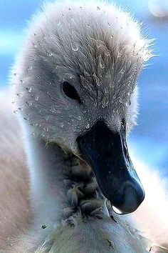 a close up of a baby swan with water droplets on it's head