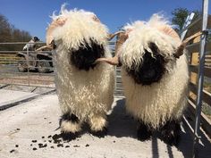 two wooly sheep standing next to each other in a fenced area with dirt on the ground