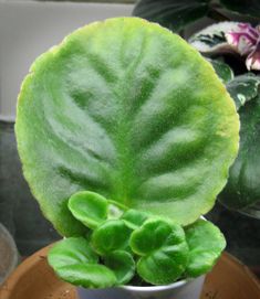 a potted plant with green leaves in it