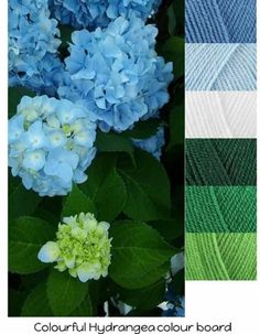 blue and green hydrangeas are featured in this poster