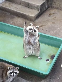 a raccoon standing on its hind legs in front of a tray with another raccoon