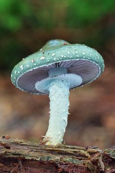 a small blue mushroom sitting on top of a tree branch