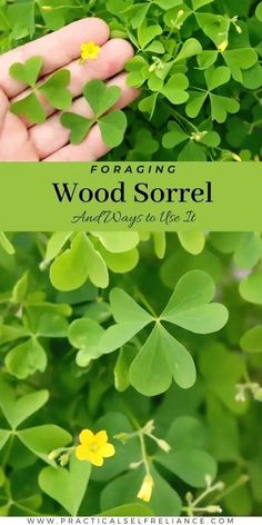 a hand holding four leaf clovers with the words foraging wood sorre