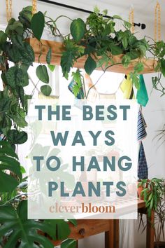 the best ways to hang plants in your home