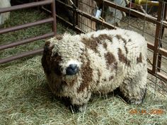 the sheep are in their pen at the animal farm, waiting to be sold for sale