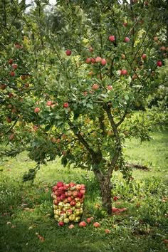 an apple tree with apples in a basket on the ground next to it and grass