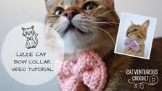 a cat wearing a pink knitted bow tie with the caption lizze cat bow collar video crochet