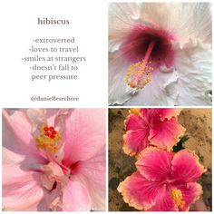 pink and white flowers with the words hibiscus above them in three different languages