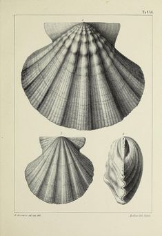 three seashells, one large and one small are shown in this antique print