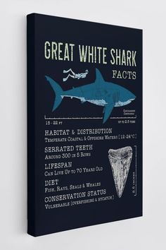 the great white shark fact is displayed on a wall