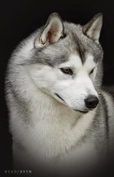 a close up of a husky dog on a black background