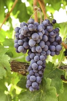 bunches of grapes hang from the vine in an outdoor area with sunlight shining on them