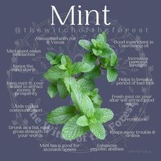 the benefits of mint for your skin and hair are shown in this graphic above it is an image of what you need to know about mint