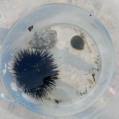 an image of sea urchins in water with rocks on the bottom and other marine life inside