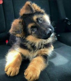 a brown and black puppy sitting on top of a car seat