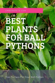 green leaves with the words best plants for ball pythons