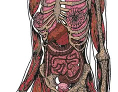 an image of the human body with muscles and skeletal systems on it's chest