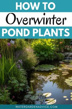 preparing pond plants for winter Pond Landscaping Ideas, Stunning Landscaping, Small Backyard Ponds, Diy Ponds Backyard, How To Landscape, Decorative Rocks, Patio Pond, Bog Plants, Building A Pond