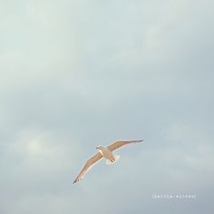 a seagull flying in the sky on a cloudy day