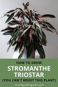 a potted plant with the words how to grow stromanthe trostar you can't resist this plant