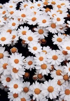 many white flowers with orange centers in the center