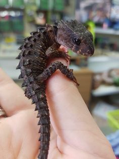 a small lizard sitting on top of someone's finger in a room filled with other items