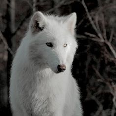 a white wolf standing in front of some trees