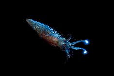 a blue and brown squid with white dots on it's body, in the dark