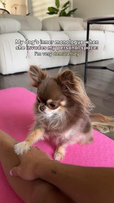 a small brown and white dog sitting on top of a woman's leg in a yoga pose