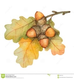 watercolor painting of an acorn tree branch with leaves and acorns on it