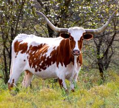 a brown and white cow standing on top of a grass covered field next to trees