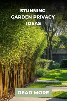 Stunning garden with tall bamboo providing privacy, neatly trimmed lawn, and a call-to-action button that reads "Read More". Bamboo Privacy Fence Ideas, Privacy Screen With Plants, Outdoor Privacy Wall Ideas, Outdoor Screening Ideas, Tree Privacy Landscaping, Natural Privacy Landscaping, Privacy Fence Ideas With Plants, Front Garden Privacy Ideas, Plant Privacy Wall