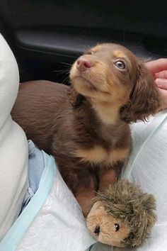 a small brown dog sitting on top of a bed next to a stuffed animal