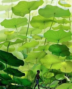 a man walking through a lush green forest filled with water lilies, digital painting