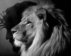 a black and white photo of a lion in front of a man's face