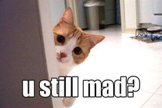 an orange and white cat peeking out from behind a door with the caption u still mad?