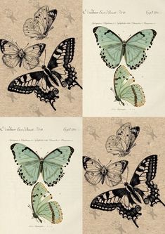 four butterflies are shown in three different colors