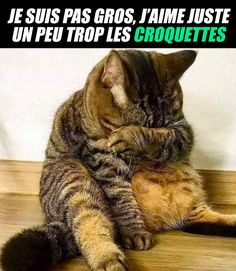 a cat sitting on top of a wooden floor next to a wall with caption that reads, je suis pas gros, james juste un peu trop les cro les croquettes