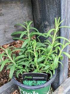 a potted plant sitting on top of a wooden bench next to a sign that says fresh rosemary