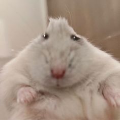 a white hamster sitting on top of a table