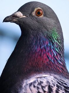 a pigeon with multicolored feathers is looking at the camera