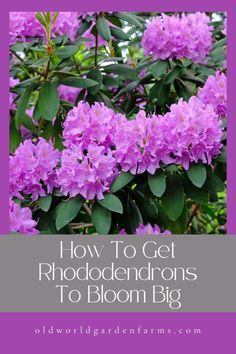 purple flowers with text overlay how to get rhododendrons to bloom big