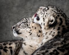 two snow leopards are laying down together