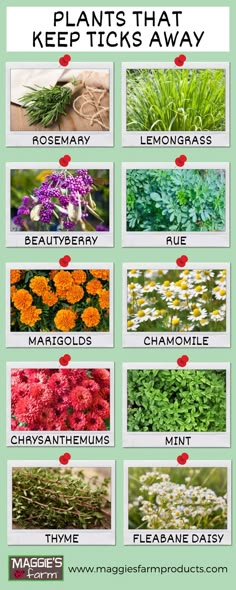 Pale green background with rosemary, lemongrass, beautyberry, rue, marigolds, chamomile, chrysanthemums, mint, thyme, and fleabane daisy. Tick Prevention Yard, Flea Repelling Plants, Flowers That Repel Bugs, Tick Free Yard, Mini Butterfly Garden, Flowers That Repel Insects, Tick Repellent Plants, Bee Repellent Plants, Flowers To Plant In Garden