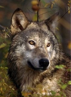 a wolf is looking at the camera while standing in tall grass and trees with yellow leaves