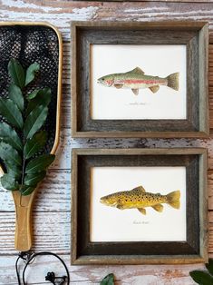 two framed pictures of brown and yellow fish next to a green plant on a wooden table