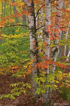 the trees are changing colors in the forest