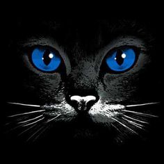 a black cat with blue eyes in the dark