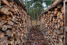 several stacks of wood stacked on top of each other in front of trees and logs