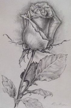 a pencil drawing of a single rose